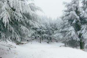 forest winter landscape
