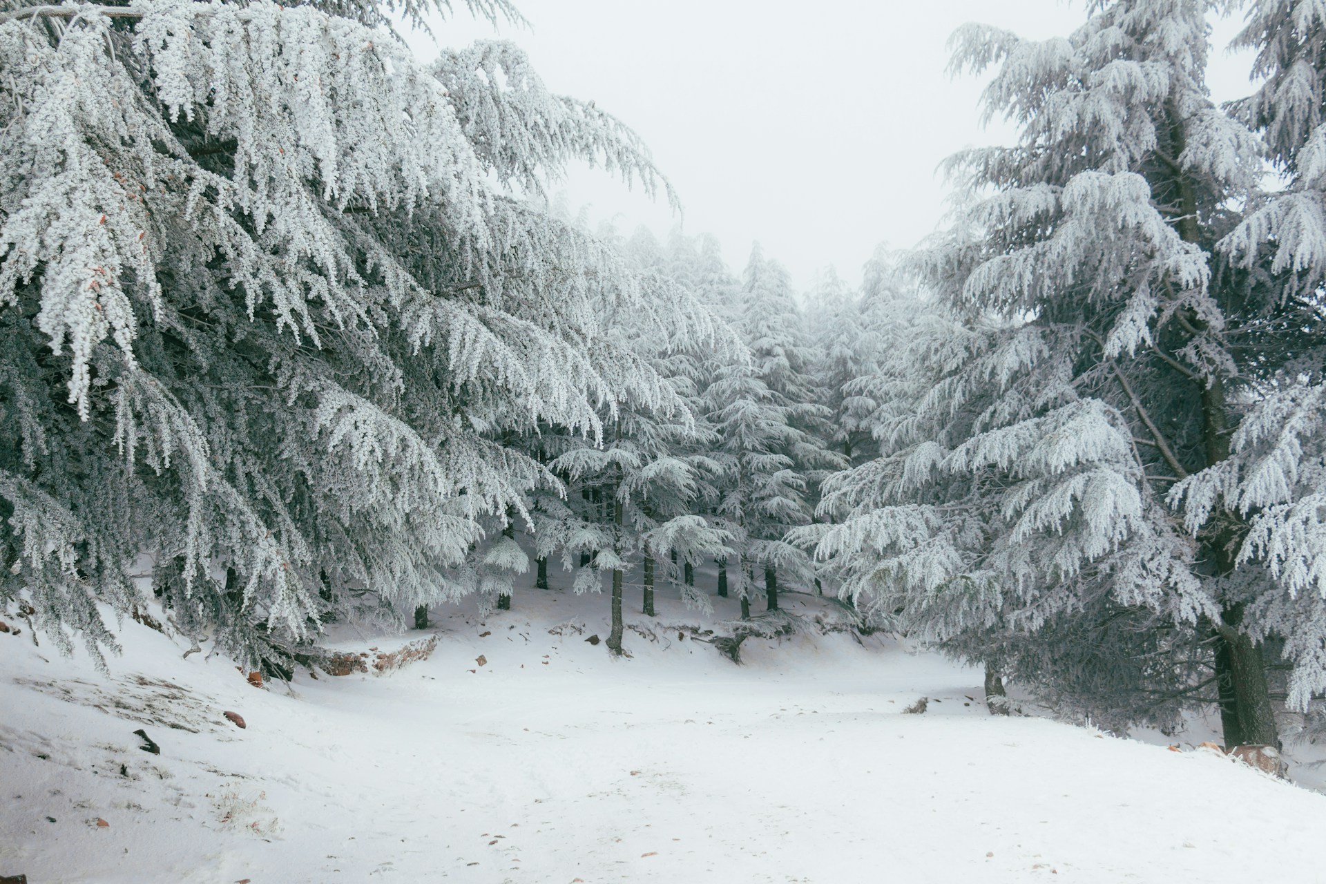 forest winter landscape